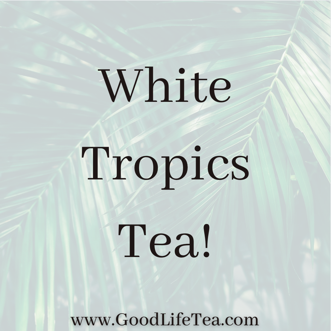 White Tropics Tea!
