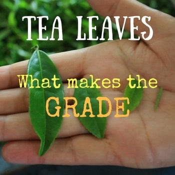 How Loose Leaf Tea is Graded For Quality
