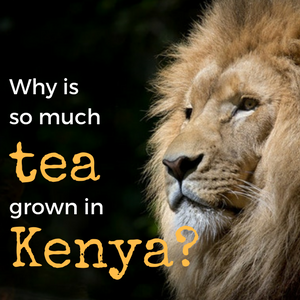 Why is So Much Tea Grown in Kenya?